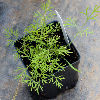 Dill (plant)