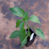 Hot pepper (plant)