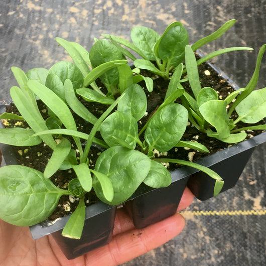 Spinach 6-pack (plants)