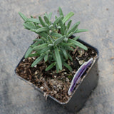 Rosemary (plant)