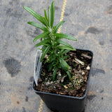 Rosemary (plant)