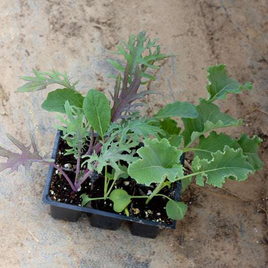 Kale 6-pack (plants)