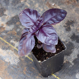 Basil (plant)